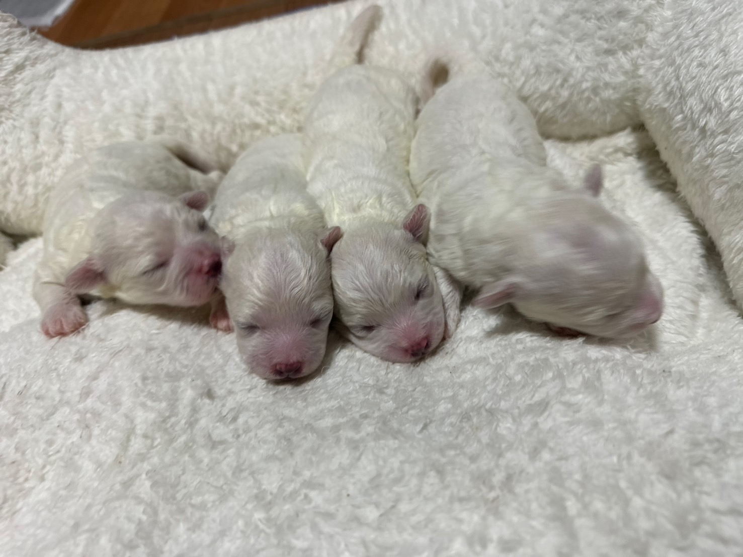 ２０２５年８月１４日　ビション子犬４匹　出産致しました。